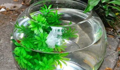 新家摆鱼缸运势好吗