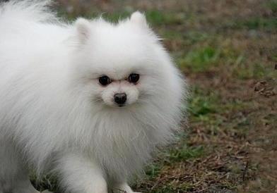 博美犬的性格