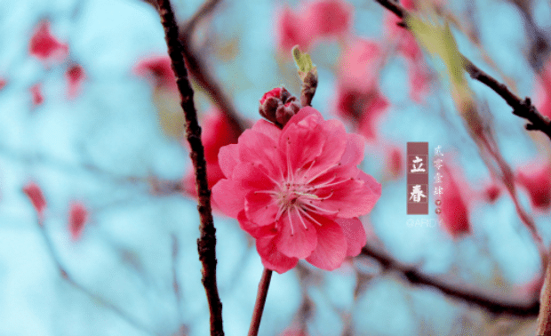 躲春可以和狗狗在一起吗