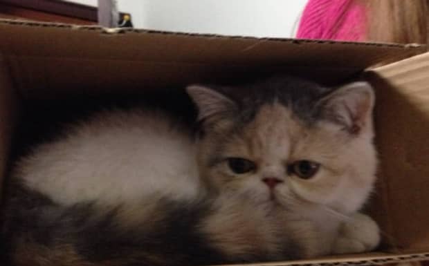如何治疗中毒的猫