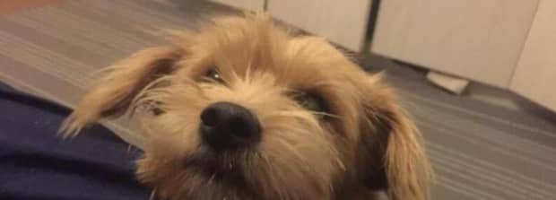 狗狗得了犬瘟眼睛红