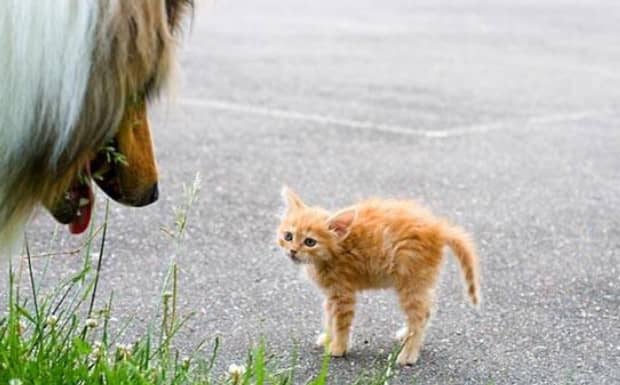怎么橘猫不胖橘猫太瘦是不健康吗吃什么增肥