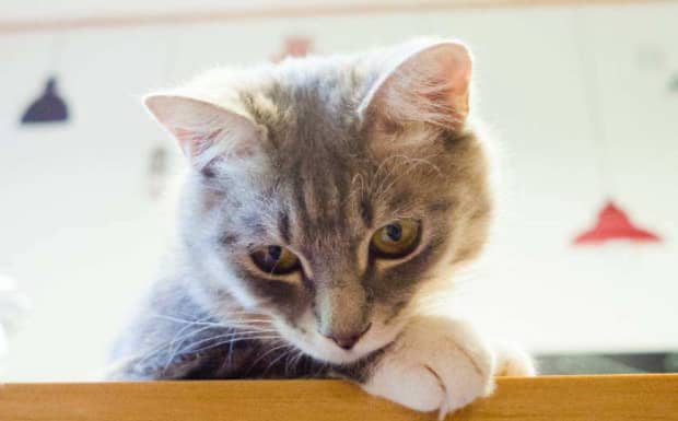 最近一个月在马路上看见3只撞死的猫满面狰