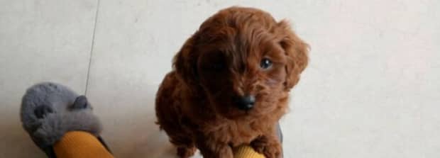 泰迪犬几岁适合配种