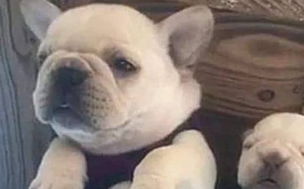 为啥虎斑色恶霸犬便宜