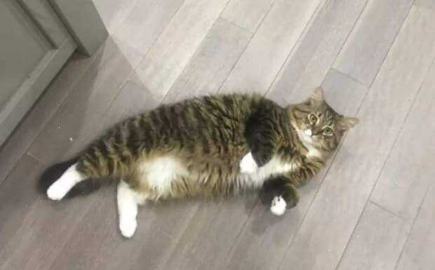 母猫发情时怎么处理