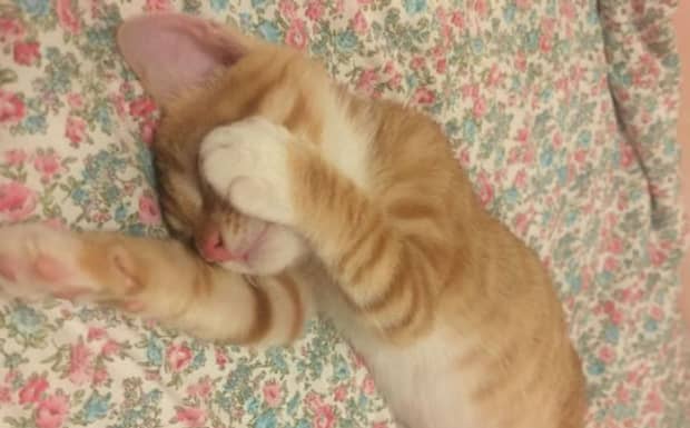 猫突然脾气大变咬人怎么回事 猫突然脾气大变咬人怎么回事