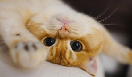 猫咪最多可以饿几天