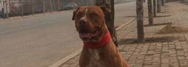 世界上最凶猛的犬种排名
