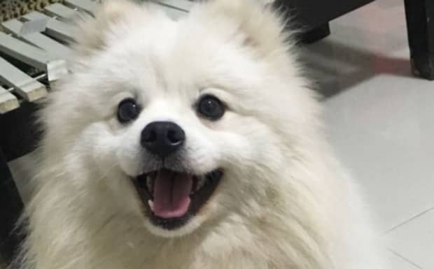 狗往身上扑是什么意思