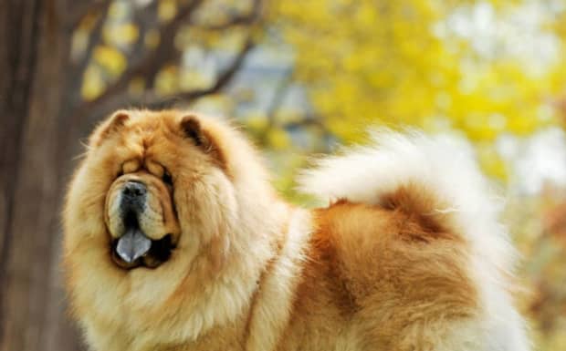 松狮犬的舌头为什么是黑的啊