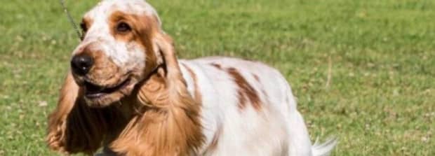 什么叫赛级犬
