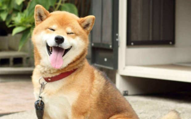 柴犬为什么喜欢眯眼笑
