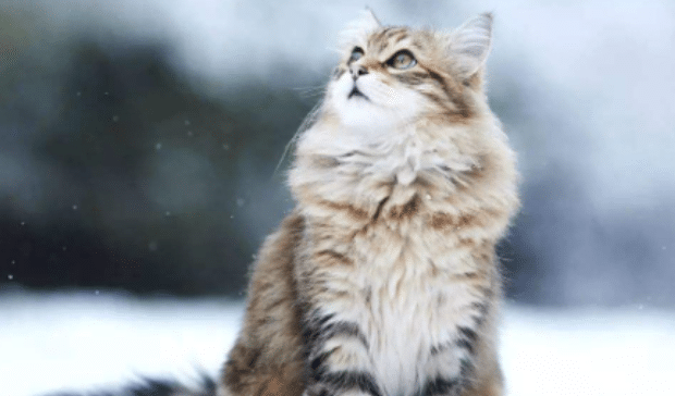 猫咪吐毛球要吐几天
