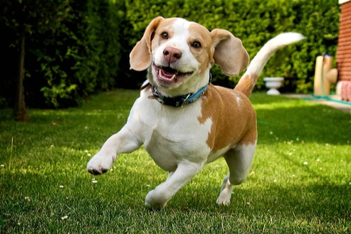 米格鲁猎犬好养吗(米格鲁猎犬优缺点)