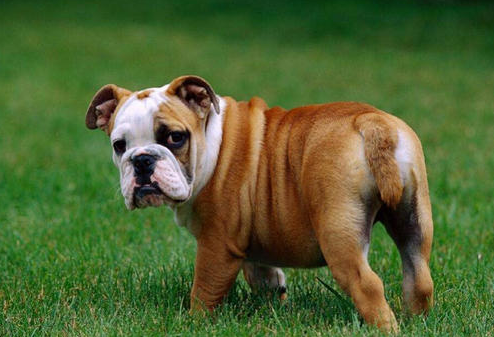 斗牛犬好不好养活(斗牛犬好养吗)