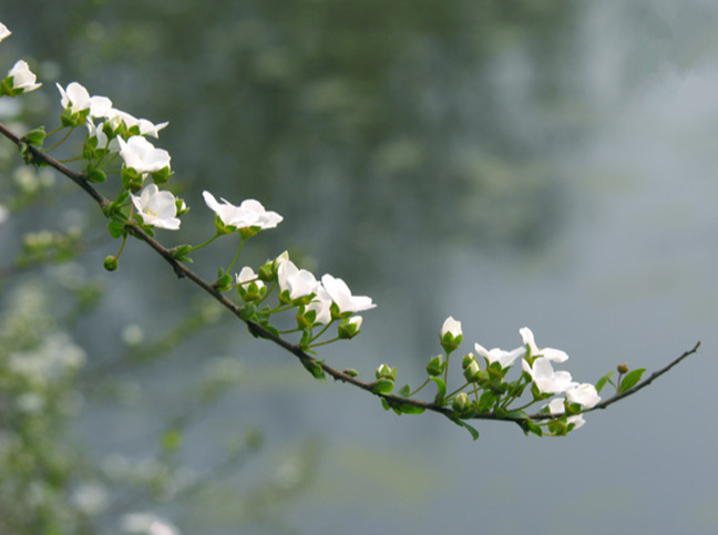 6月雪的养殖方法(六月雪怎么养殖)