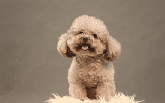 贵宾犬好养不好养(贵宾犬为什么不建议养)