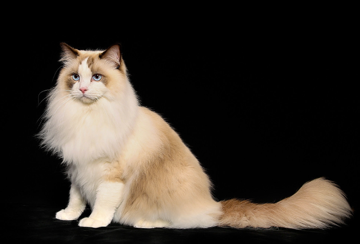 挪威森林猫是什么猫(挪威森林猫哪个最好)