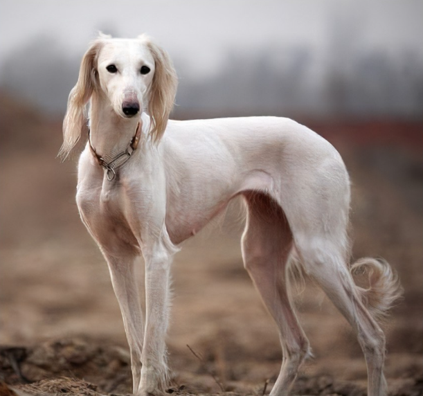 萨路基幼犬图片(沙漠第一犬是什么犬)