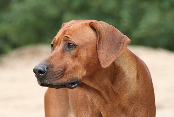 罗得西亚脊背犬幼犬(罗得西亚背脊犬的简介)