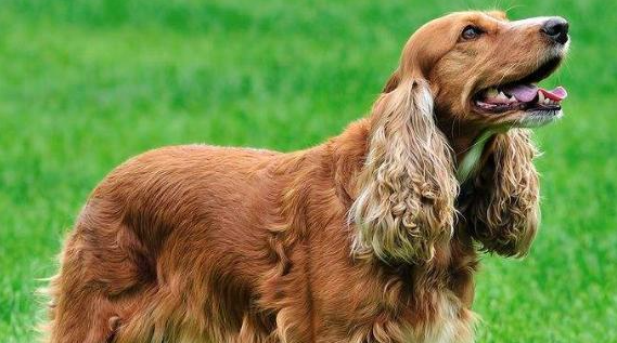 长毛尾巴是什么犬(尾巴短短是什么狗)