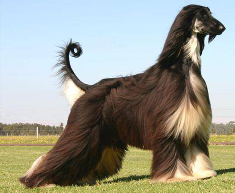 阿富汗猎犬价格 幼犬(一只阿富汗犬要多少钱)