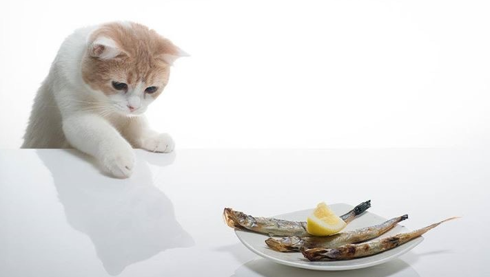 猫咪会吃鱼会被鱼刺卡到吗(猫吃鱼刺还吃肉)