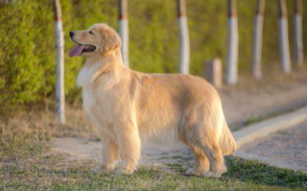 赛级犬的标准(什么是赛级犬的定义是什么)