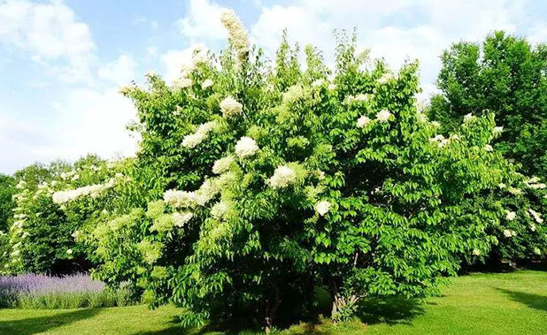 夏季观赏的植物(夏季观赏乔木)