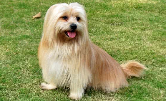 西施犬平均寿命(西施犬寿命大约多少年相当于人类)