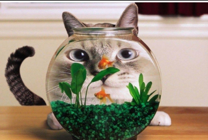 猫咪喜欢吃鱼的原因(猫咪为什么爱吃鱼)