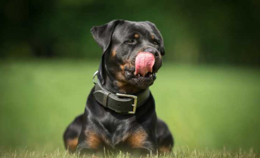 罗威纳犬是什么颜色(罗威纳犬为什么是棕色)