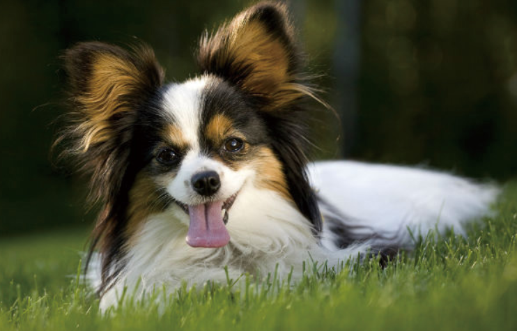母金毛男人适合养不,蝴蝶犬 贵宾犬 比熊犬 博美犬哪一个更适合女生养呢