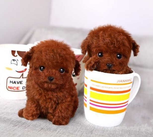 茶杯贵宾犬多少钱一只,(世界上的金毛和茶杯犬卖多少元)