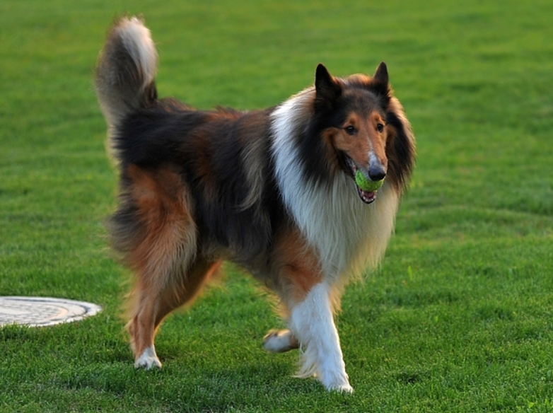 苏格兰牧羊犬性格怎么样(苏格兰牧羊犬公母性格体态差异)