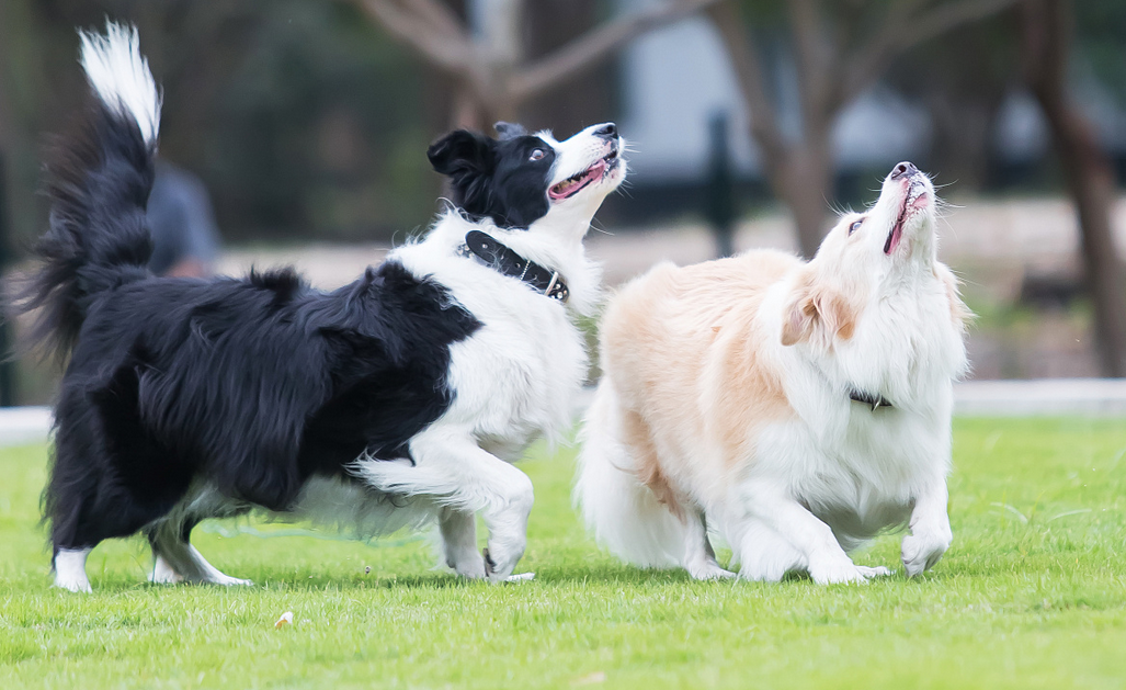 养边境牧羊犬好吗(边境牧羊犬的优点与缺点都是什么)
