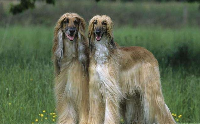 阿富汗猎犬图片 价格 幼犬(一只阿富汗猎犬大概要多少钱)