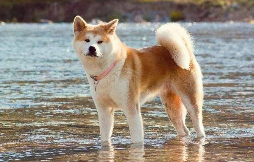 秋田犬价格是多少(秋田犬一般多少钱)