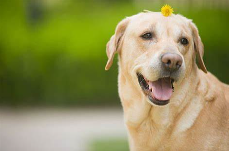 拉布拉多犬代表什么(什么是拉布拉多犬)