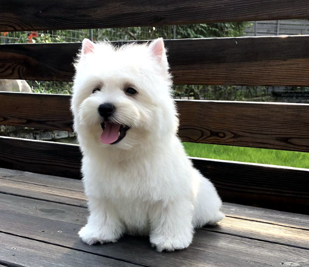 西高地幼犬价格(请问西高地的价格)