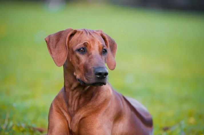 罗德西亚背脊犬多少钱(泰国有什么犬)