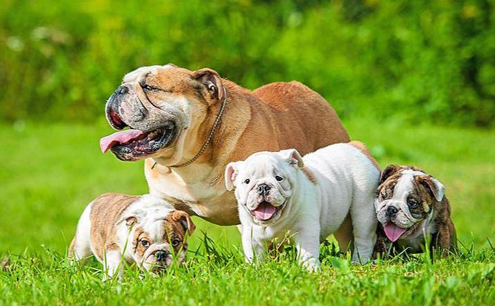 英国斗牛犬和法国斗牛犬的价格(英国斗牛犬大概多少钱一只)