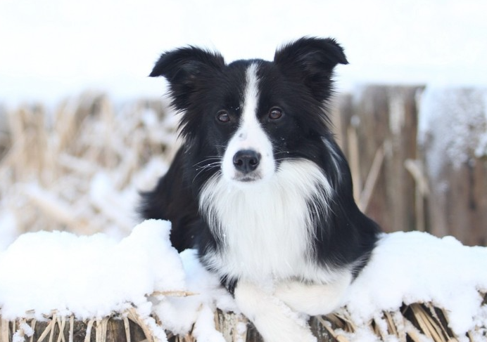 边境牧羊犬性格特点优缺点(中欧牧羊犬性格特征)