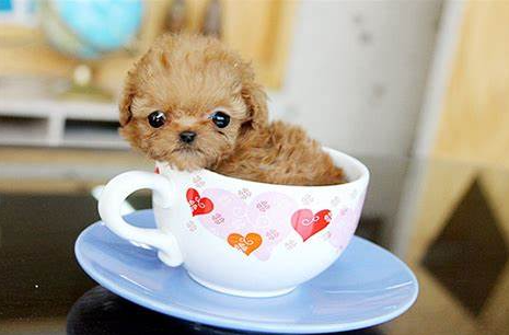 茶杯犬的做法(茶杯狗怎么形成的)