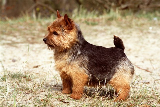 高西地犬图片(诺维奇梗犬跟西高地犬有什么区别)