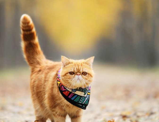 猫咪加菲多少钱(请问加菲猫在哪能买到多少钱)