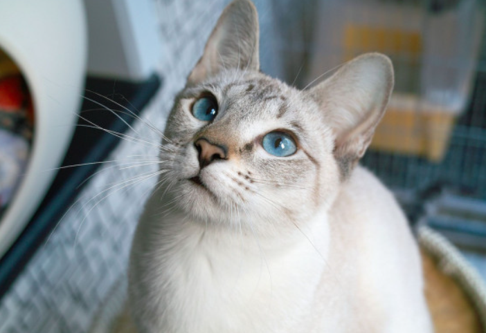 暹罗猫和虎斑猫哪个性格好(虎斑暹罗优缺点)