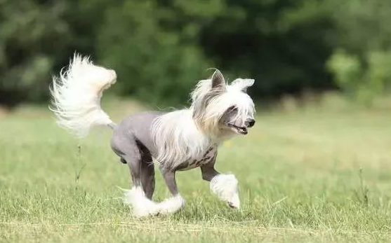 冠毛犬是小型犬吗(冠毛犬优缺点)