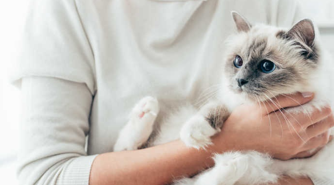 怎么能让猫咪主动抱抱，为什么流浪猫让人随便抱